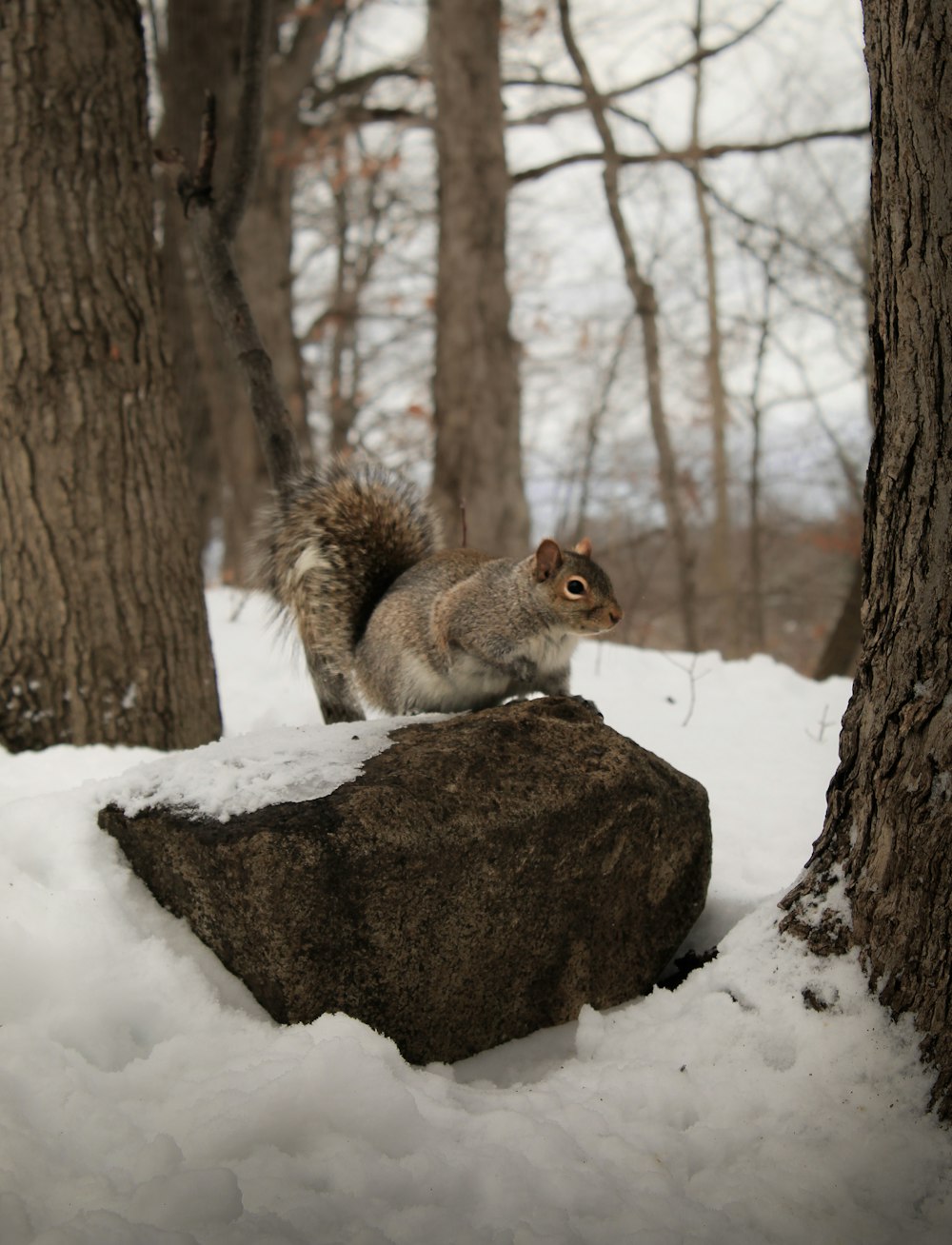 a squirrel is standing on a rock in the snow