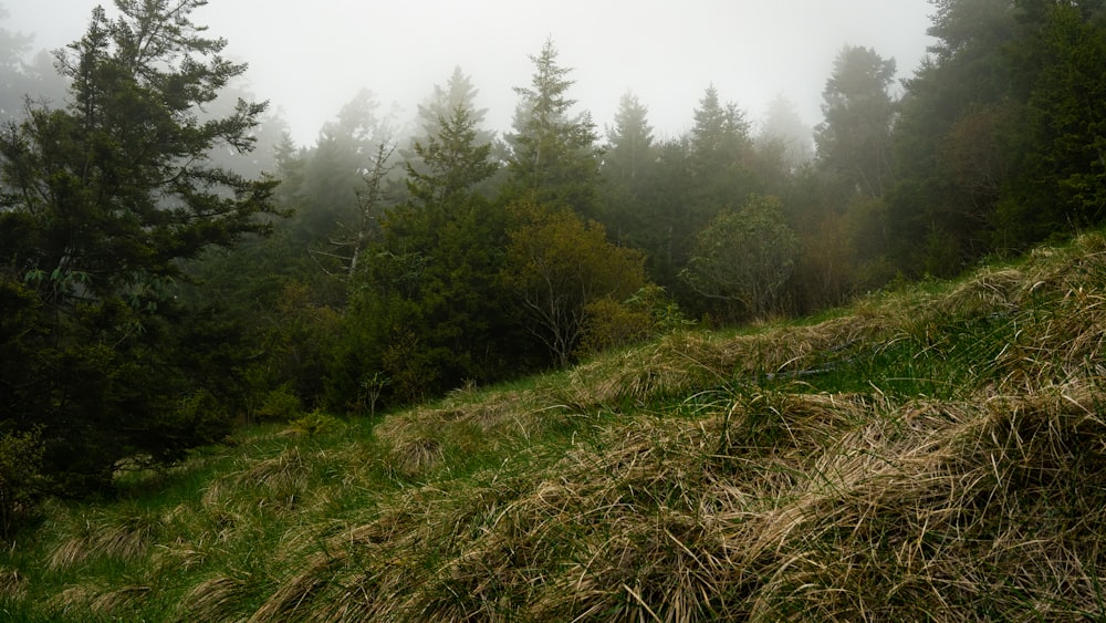 a grassy hill with trees in the background