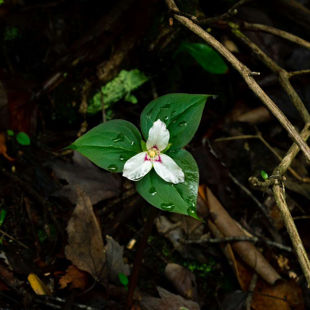 una flor blanca con un centro rosado rodeado de hojas verdes