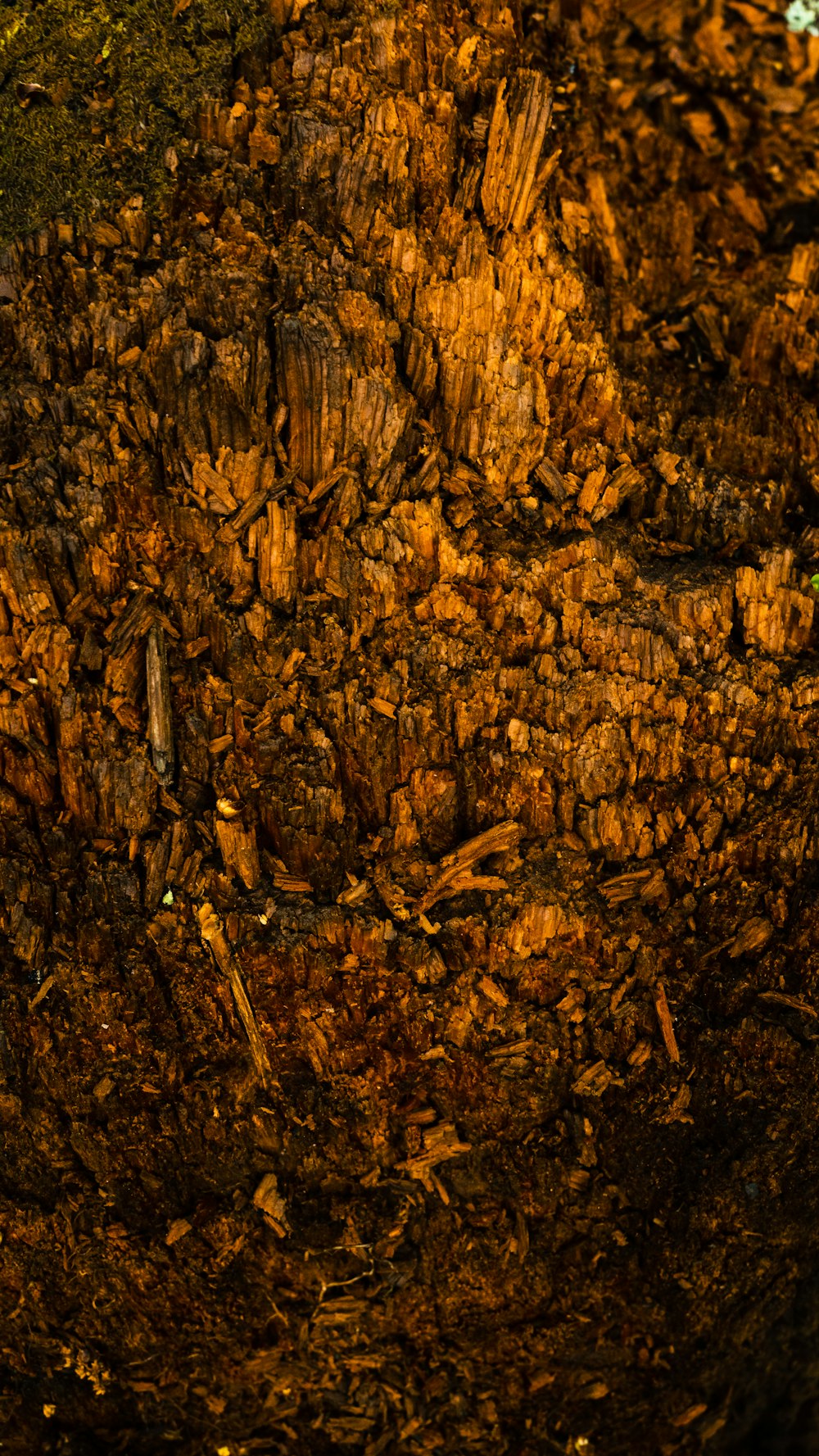 a close up of a tree stump with dirt on the ground