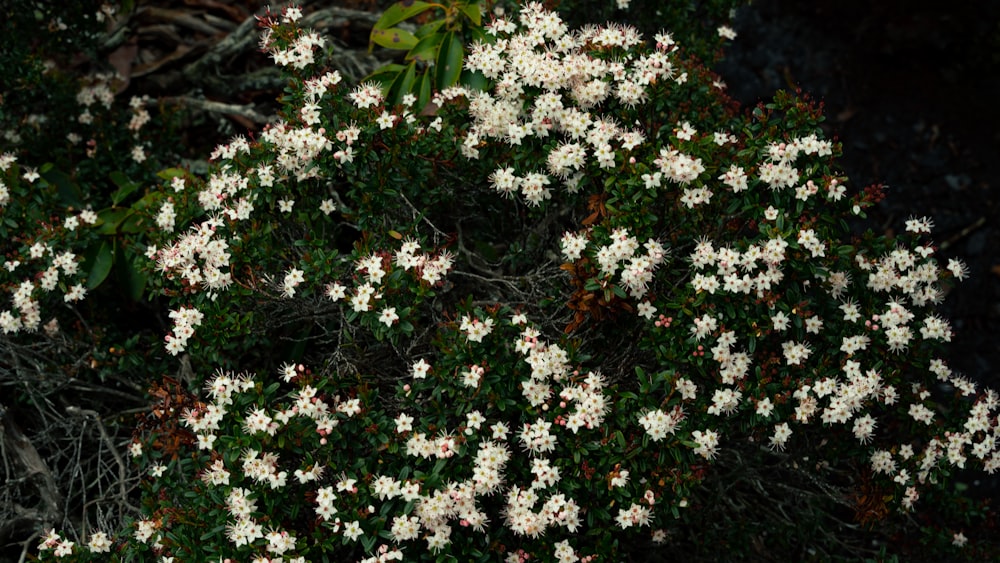 a bush with white flowers and green leaves