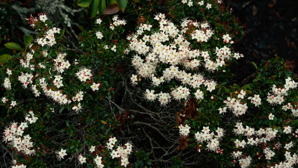 a bunch of white flowers that are on a bush