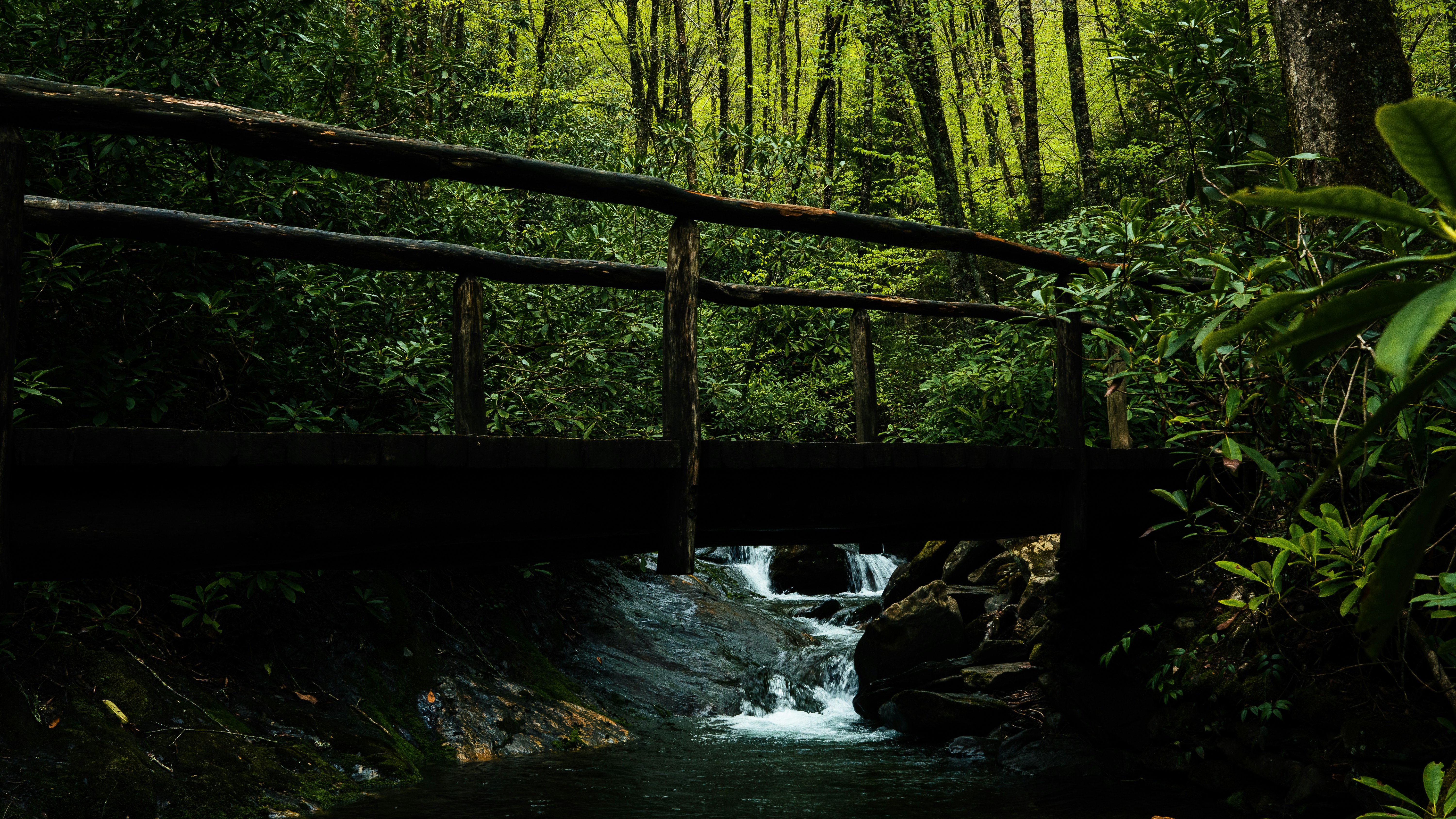 eine Holzbrücke über einen kleinen Bach in einem Wald