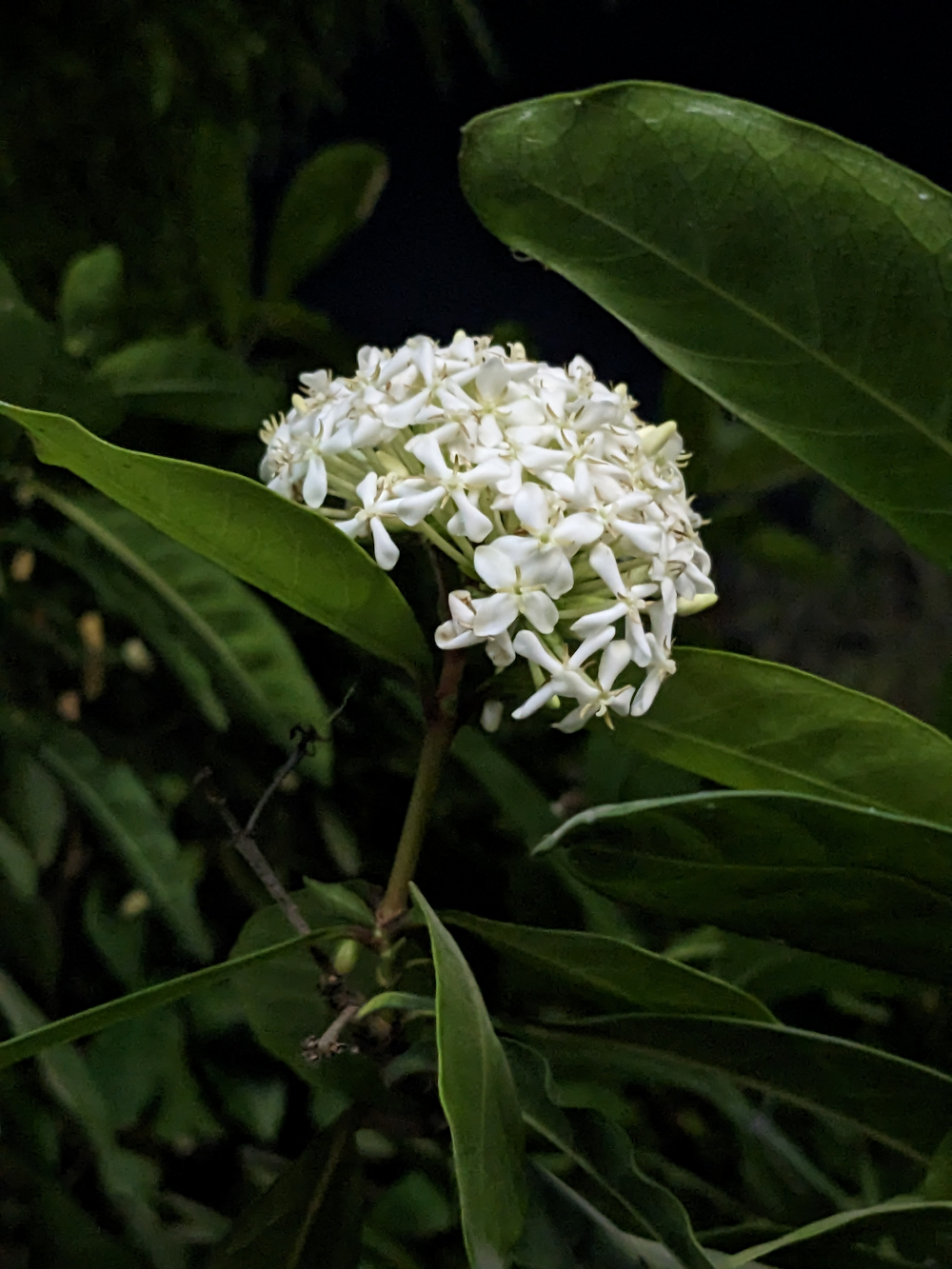 a close up of a white flower on a tree