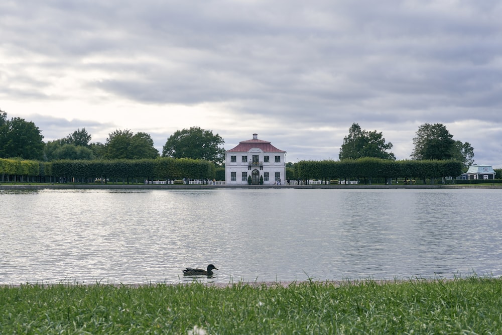 a duck is swimming in the water near a house