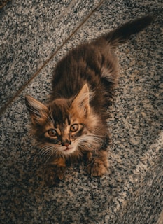 A fluffy brown kitten with striking yellow eyes sits on a stone surface. The fur is long and slightly unruly, with a mix of darker and lighter brown shades. The kitten's expression appears curious or slightly startled as it gazes upward.