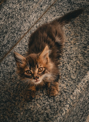 A fluffy brown kitten with striking yellow eyes sits on a stone surface. The fur is long and slightly unruly, with a mix of darker and lighter brown shades. The kitten's expression appears curious or slightly startled as it gazes upward.