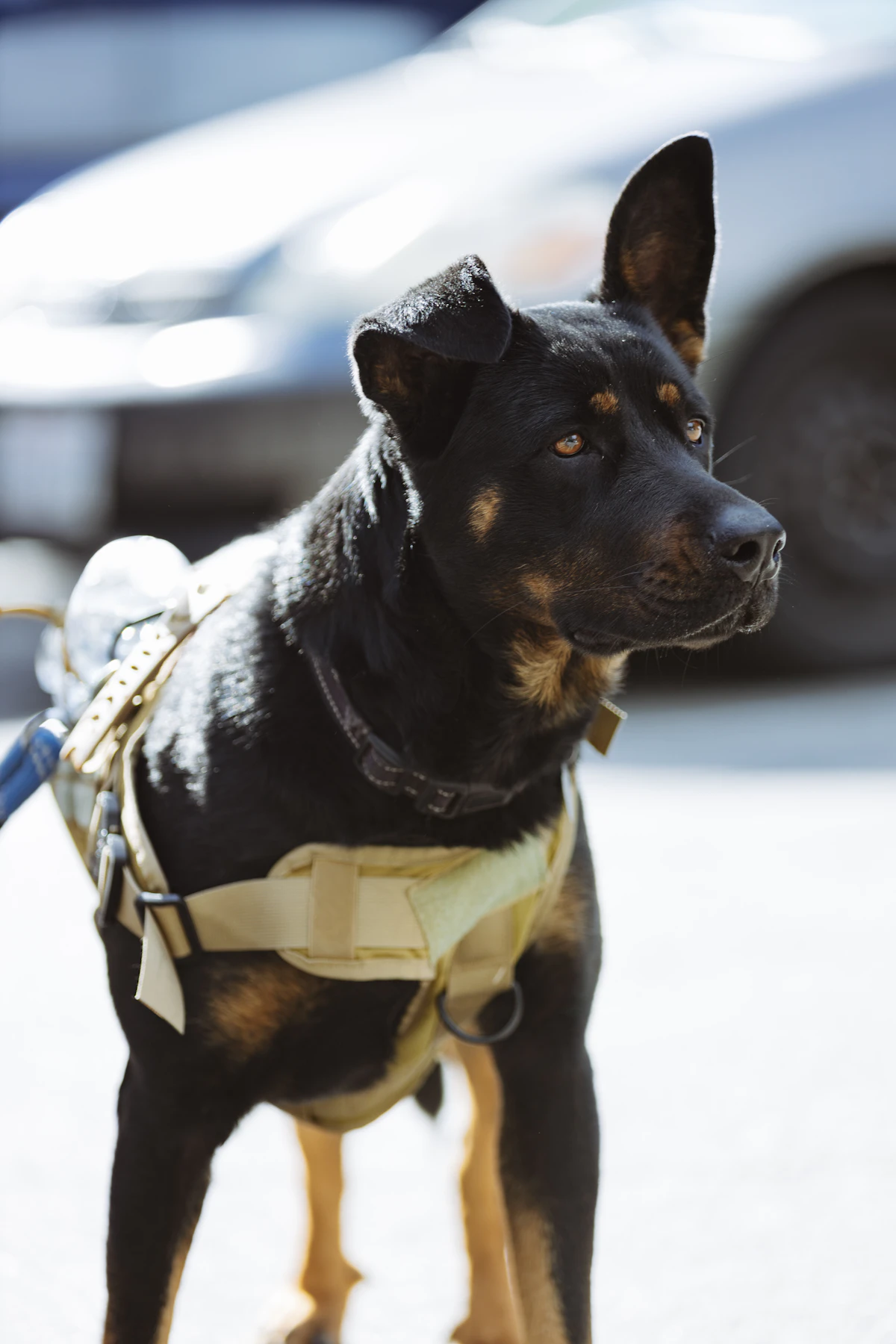 A black and tan dog in a fitted service harness standing alert on a street with a car blurred behind it