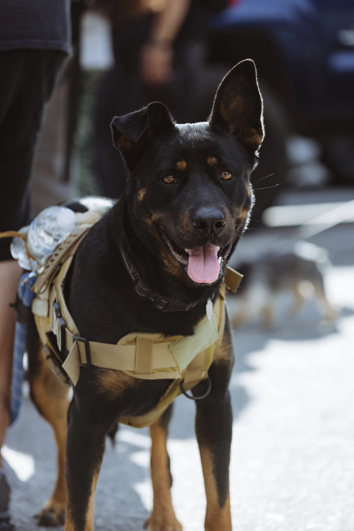 A black and tan dog standing calmly outdoors in a tan working service harness with side gear