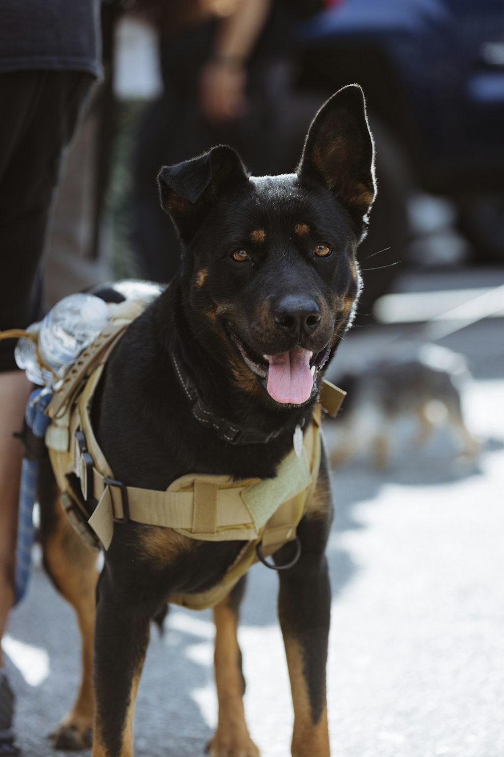 a black and brown dog wearing a harness