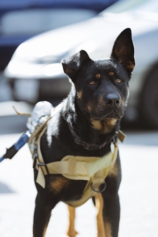 A black and brown dog is wearing a beige harness and standing outdoors. Its ears are perked up, and it appears attentive. The background is blurred, showing parts of parked cars.