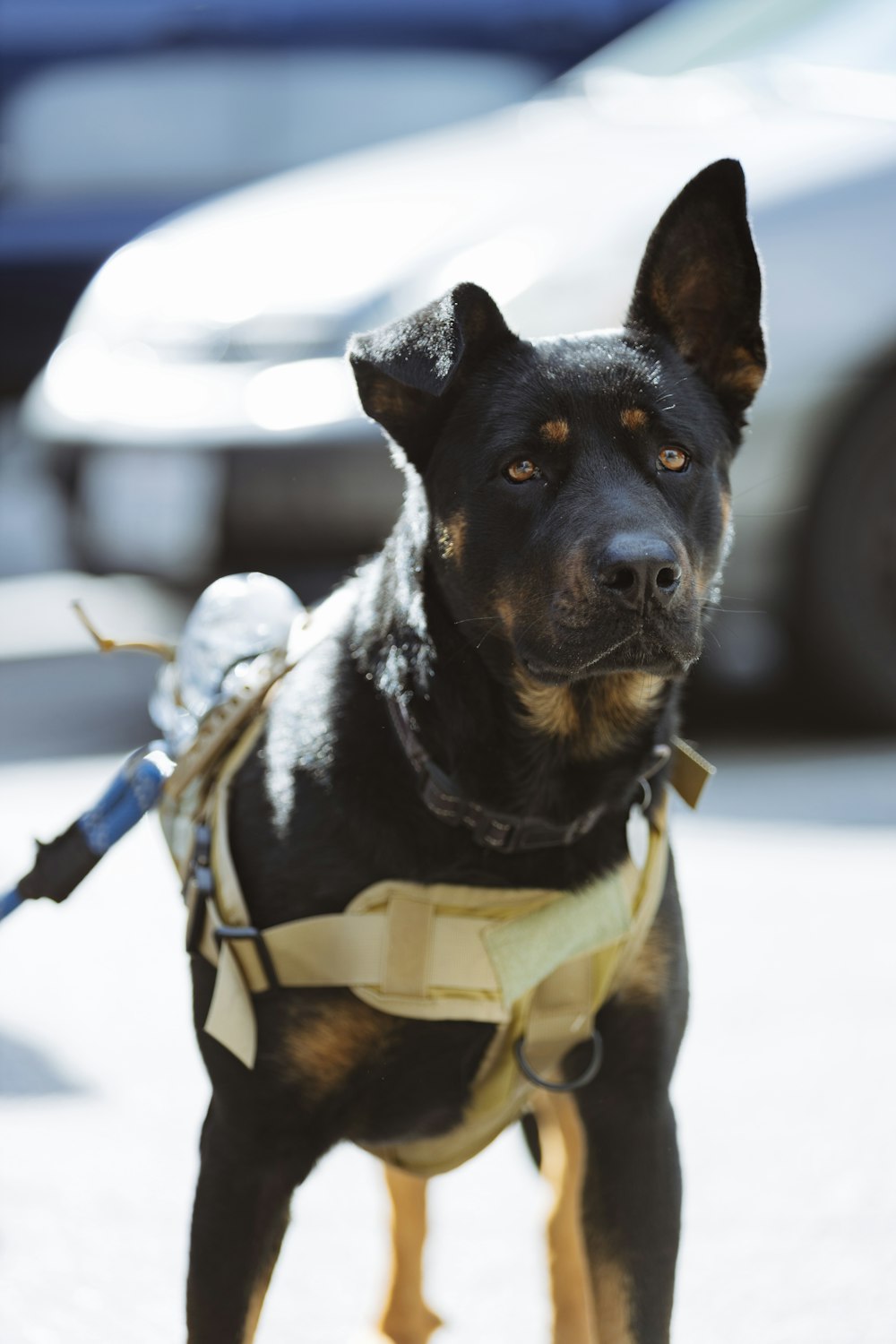 a black and brown dog wearing a harness