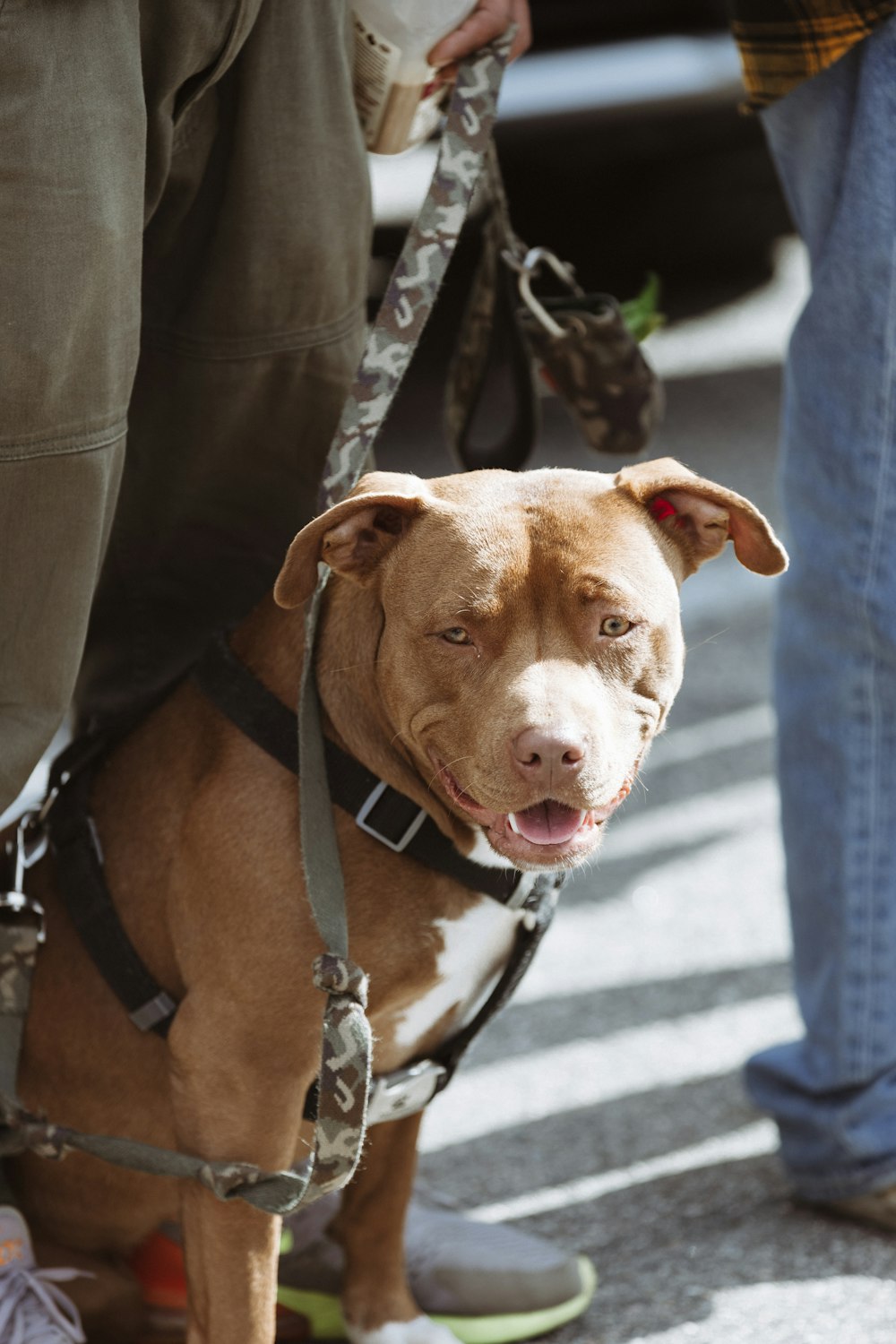 a dog is tied to a leash on a skateboard