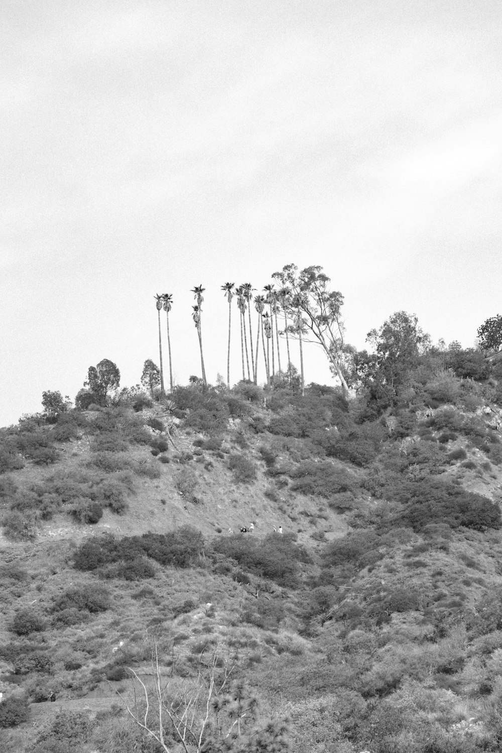 a black and white photo of trees on a hill