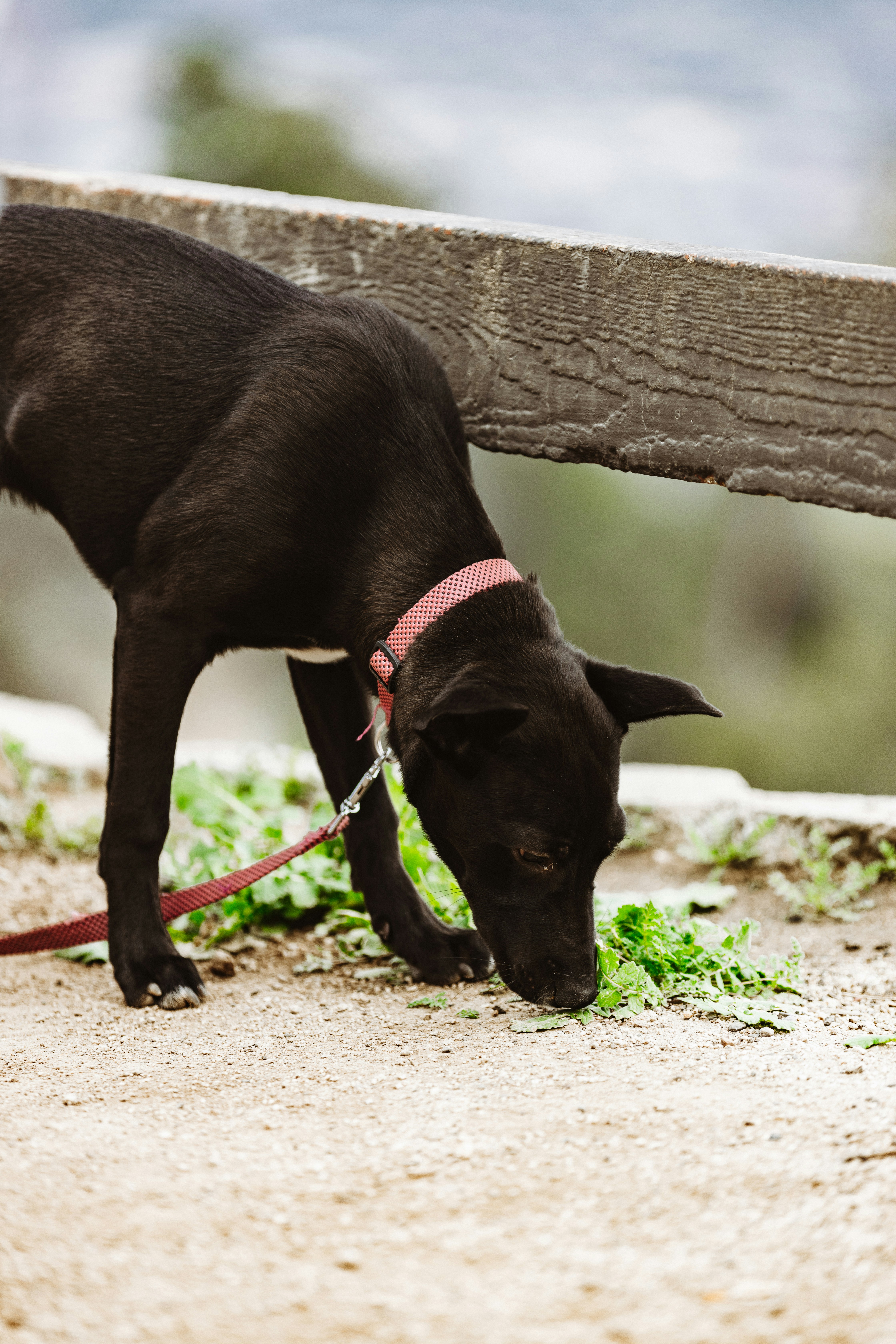 Decoding the Doggie Diet: Why Dogs Eat Grass to Vomit (and Other Reasons Too!)