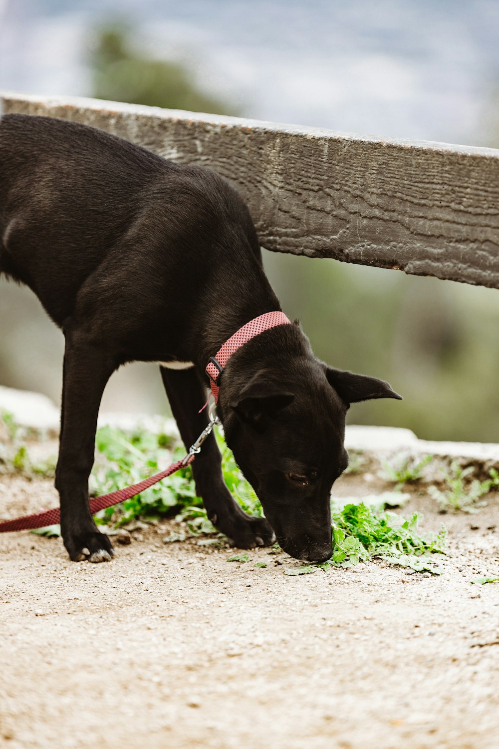 a black dog sniffing the ground on a leash