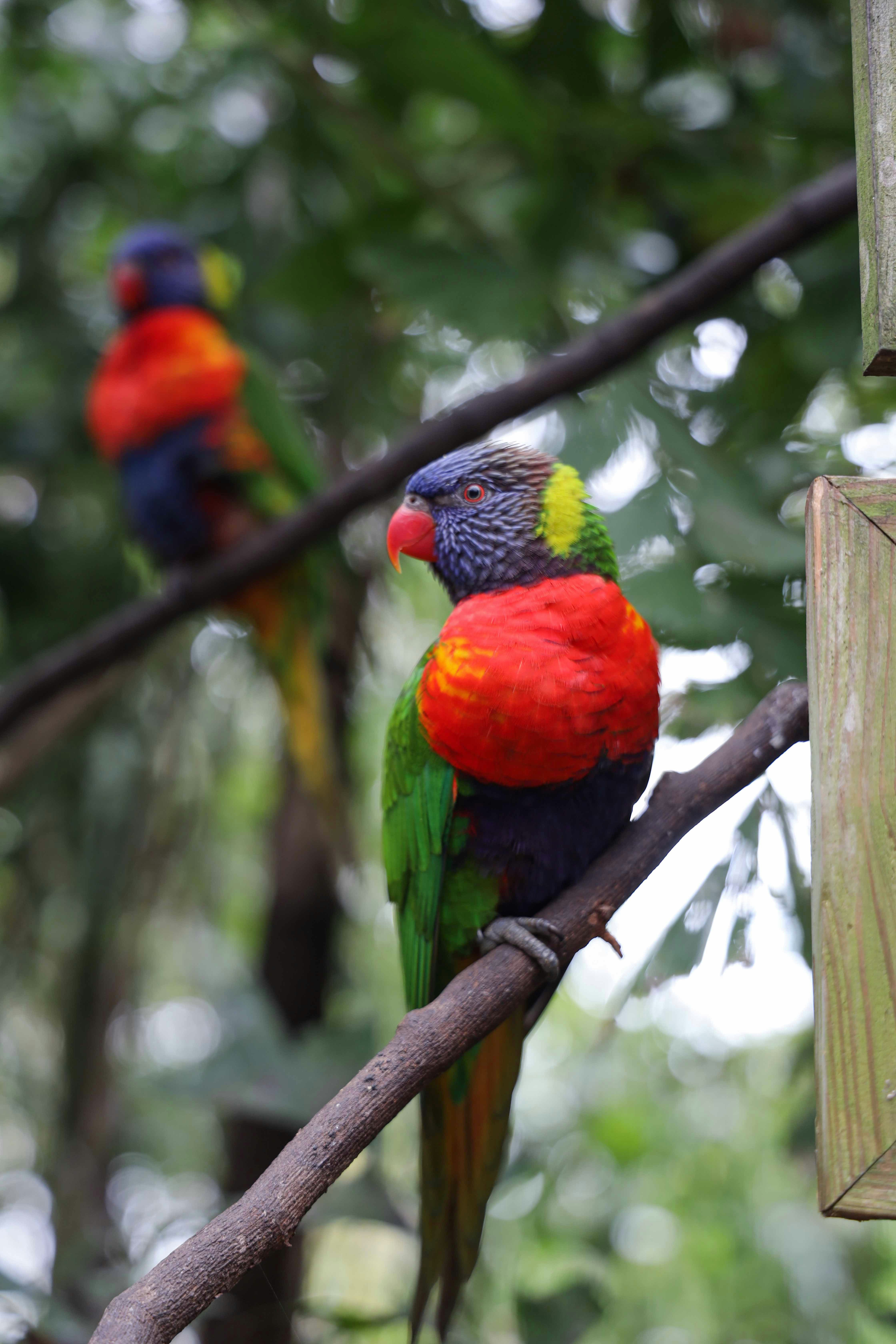 a group of colorful birds perched on top of a tree branch