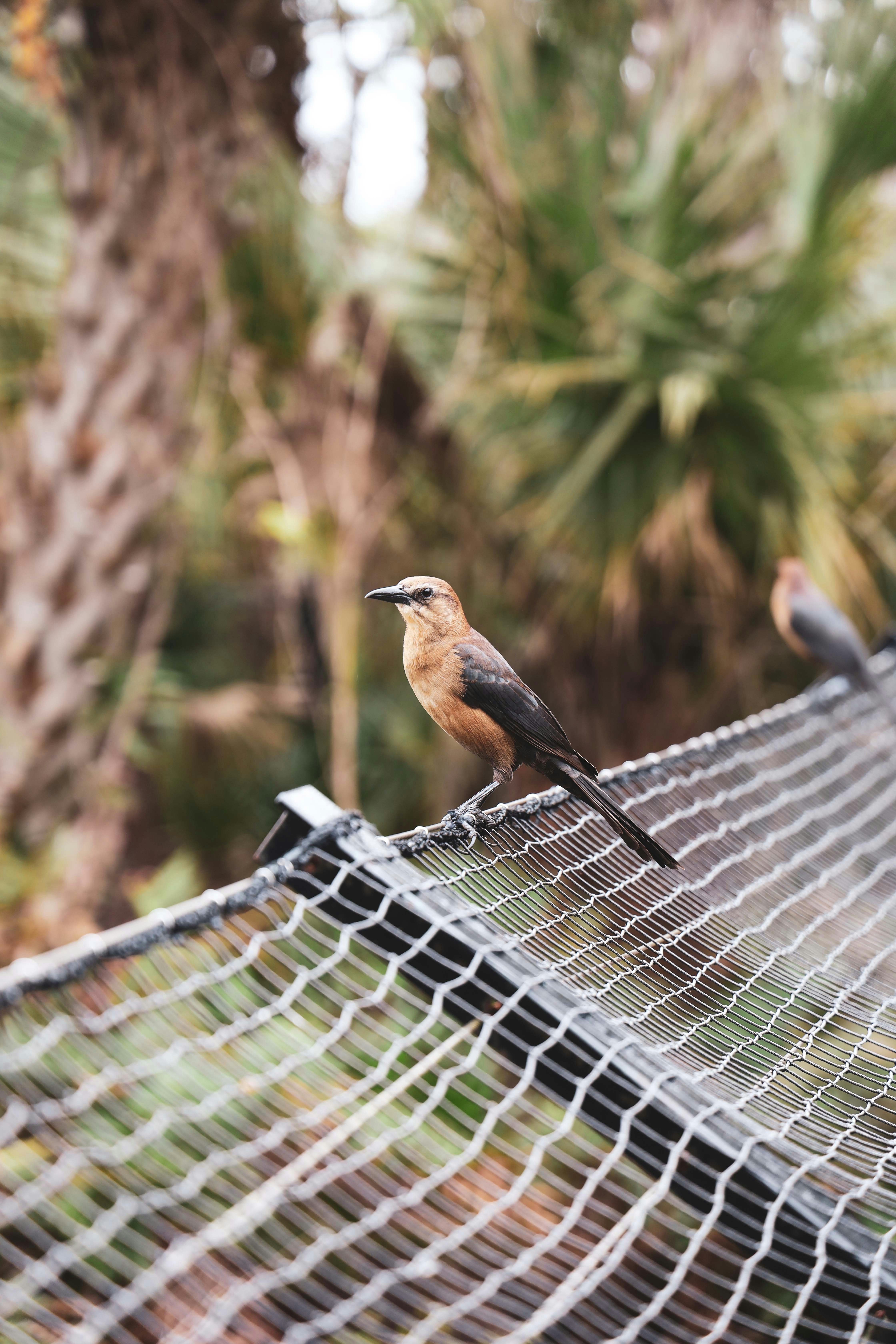 a bird sitting on top of a hammock next to a palm tree
