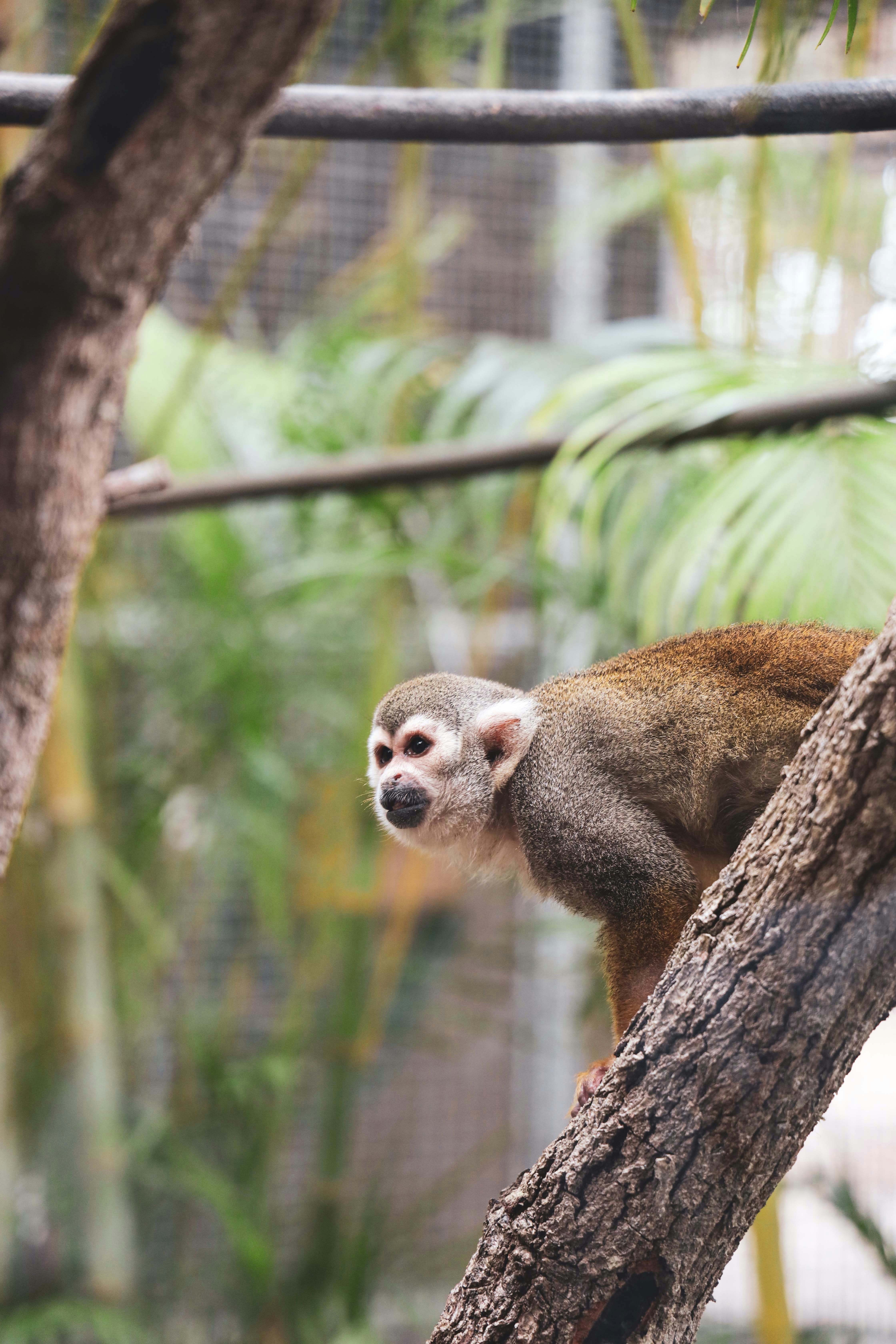 a monkey sitting on a tree branch in a zoo