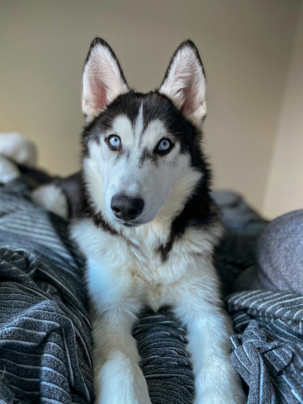 a black and white husky dog laying on a bed