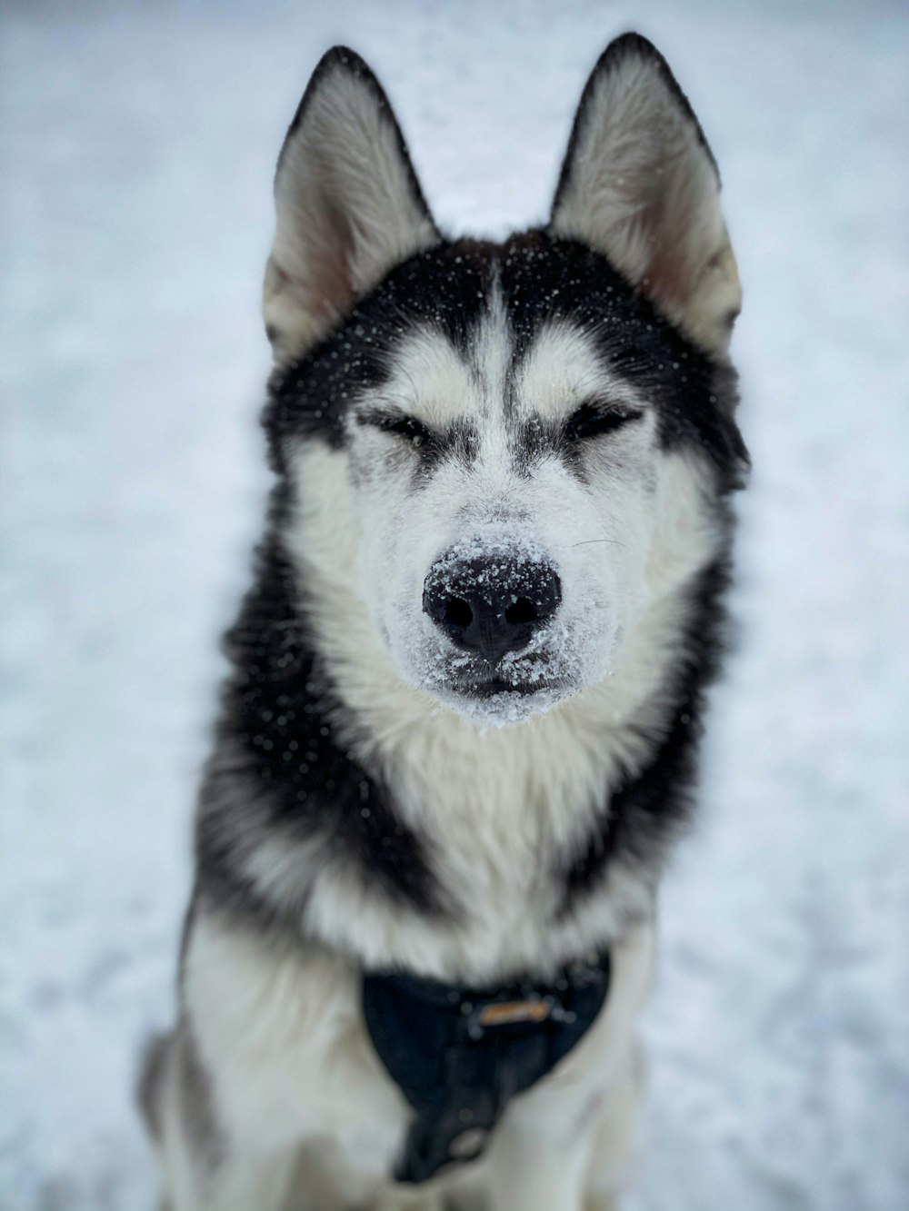 a black and white husky dog sitting in the snow
