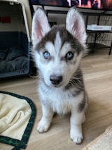 A young Siberian Husky puppy with striking blue eyes is sitting on a wooden floor. The puppy has a fluffy coat with a mix of white and gray fur and is looking directly at the camera with attentive ears. In the background, there is a pet bed or crate and some furniture with an entertainment setup including a TV.