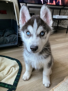 A young Siberian Husky puppy with striking blue eyes is sitting on a wooden floor. The puppy has a fluffy coat with a mix of white and gray fur and is looking directly at the camera with attentive ears. In the background, there is a pet bed or crate and some furniture with an entertainment setup including a TV.