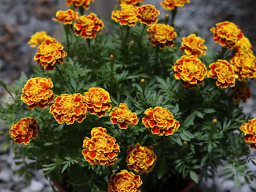 A vibrant gift hamper decorated with marigold flowers for a wedding celebration.