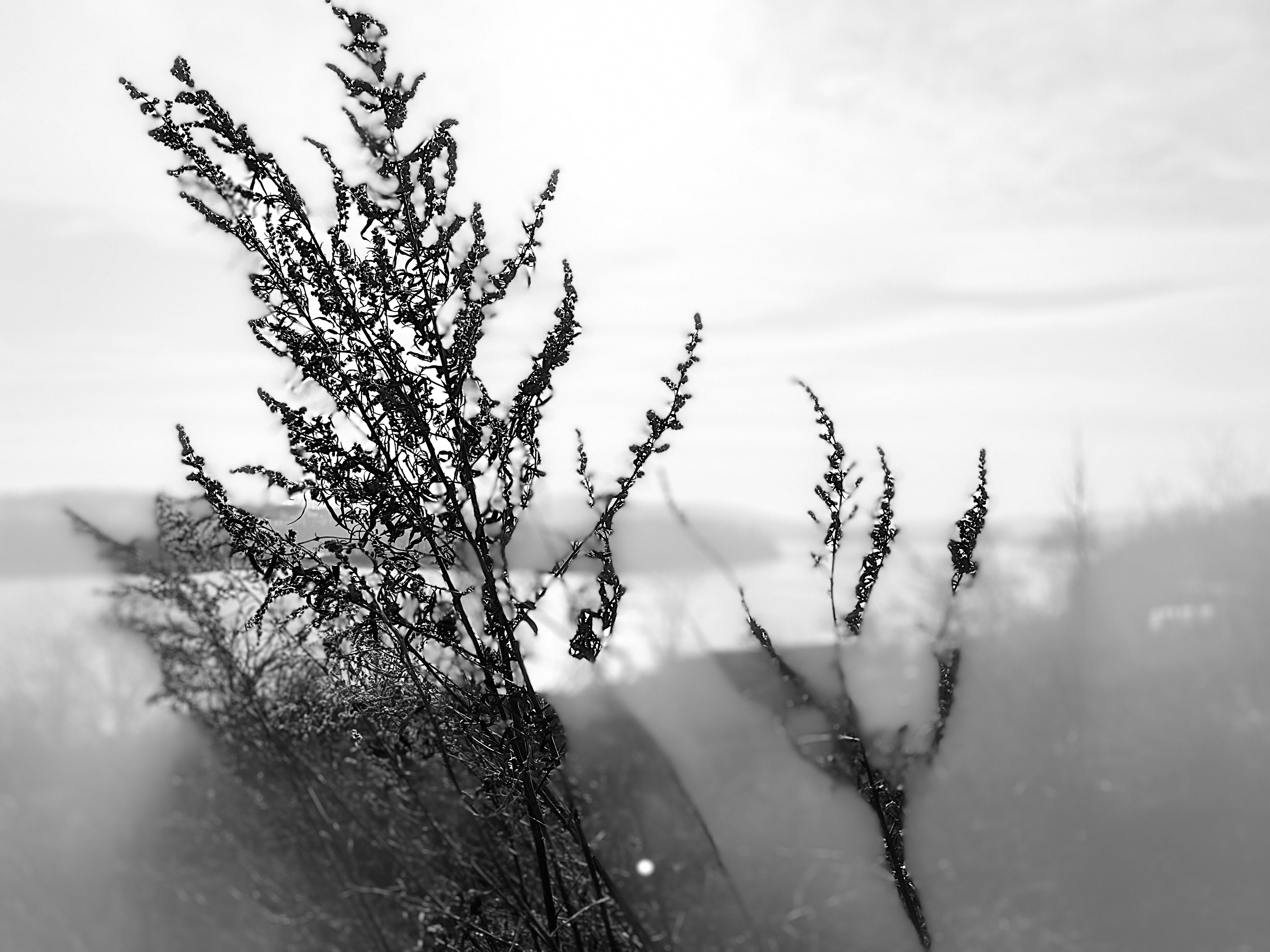 Wuthering Heights Birthday Wishes: Passionate & Poetic