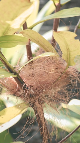 A bird's nest is intricately woven into the branches of a plant, surrounded by green and yellow leaves. The nest appears to be made of twigs and fine loose fibers, creating a tangled yet secure structure among the foliage.