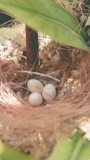 Nest of fresh organic eggs nestled in straw with morning sunlight