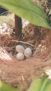 Nest of fresh organic eggs nestled in straw with morning sunlight