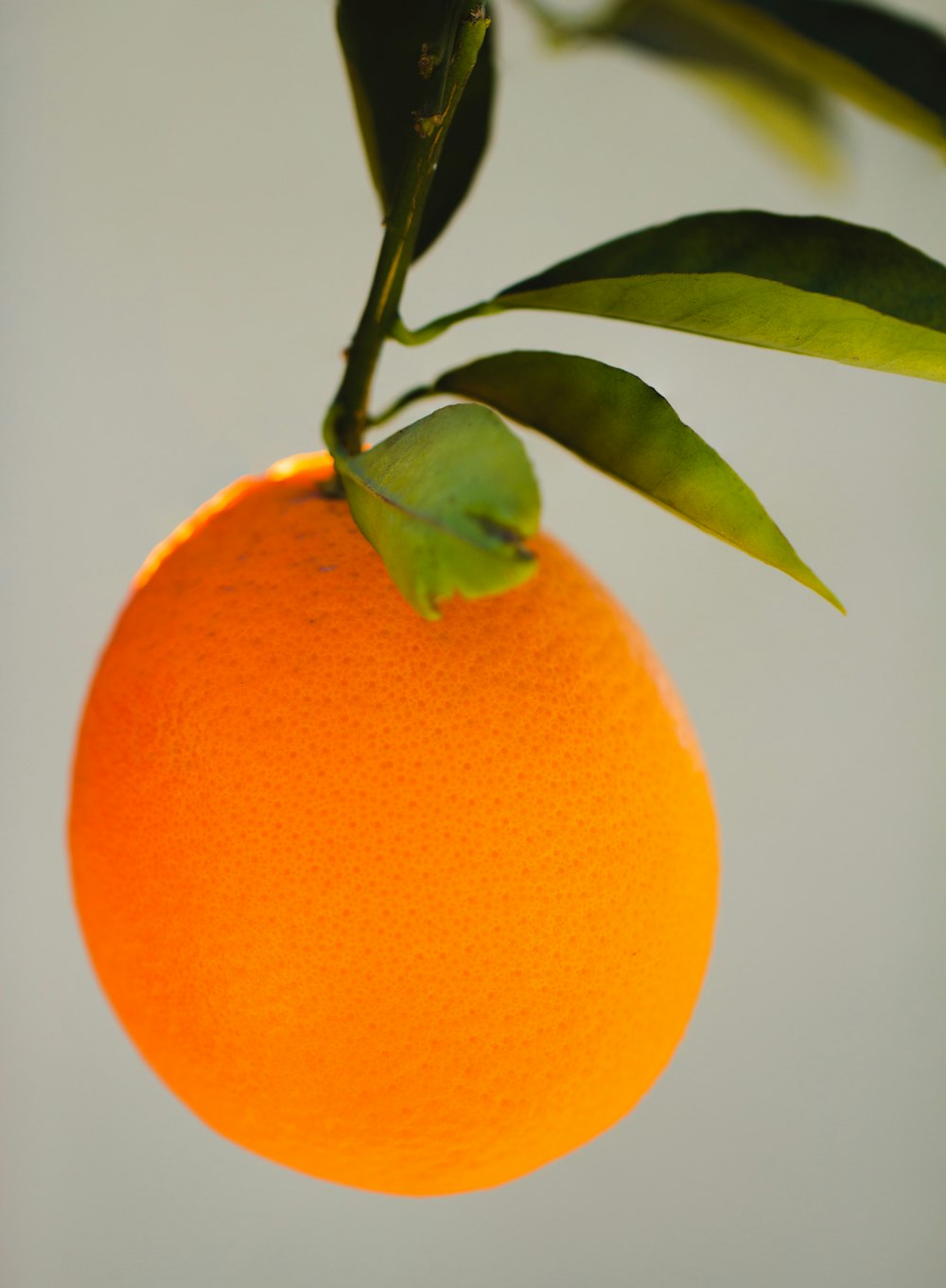 a close up of an orange on a tree branch