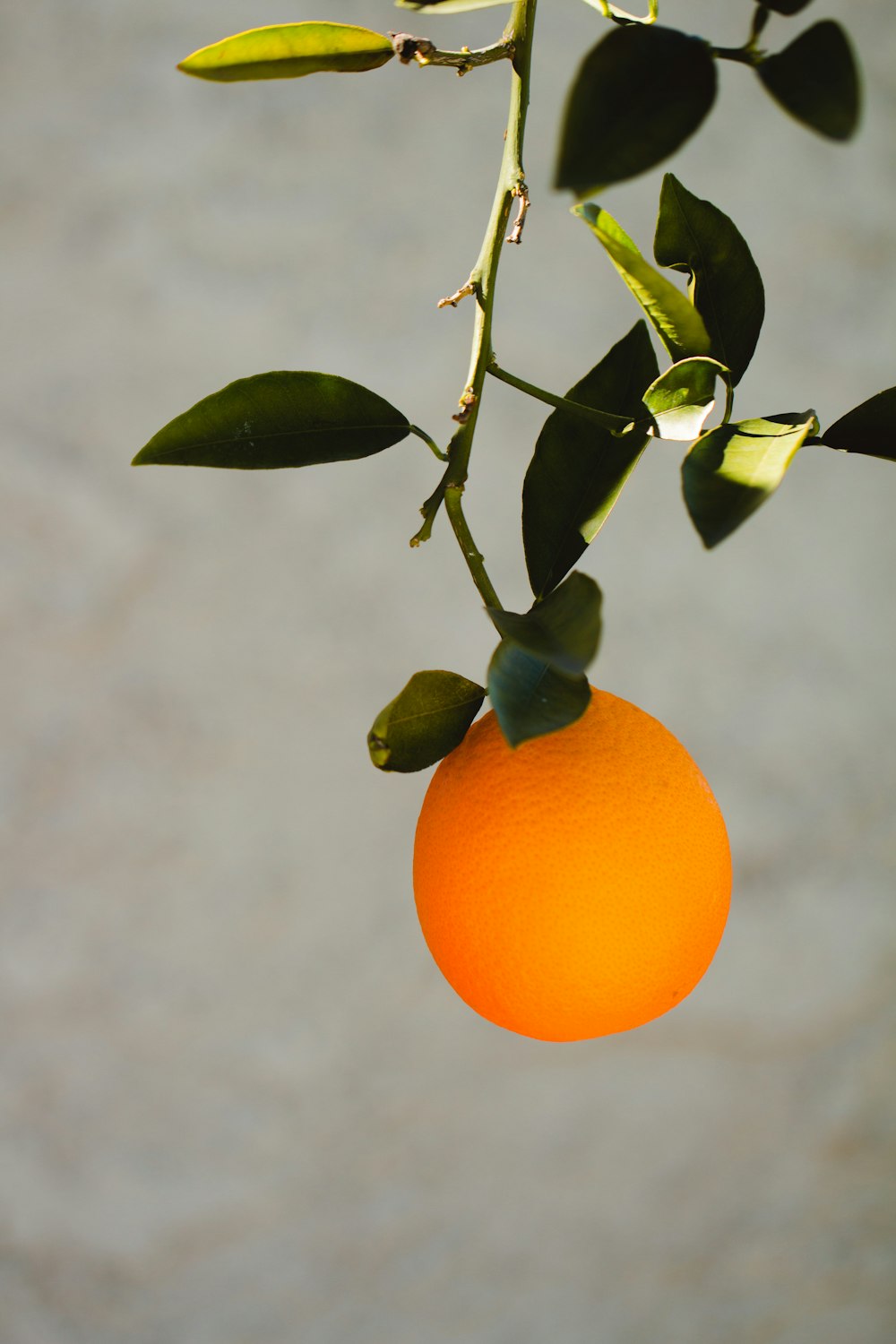 an orange hanging from a tree with leaves