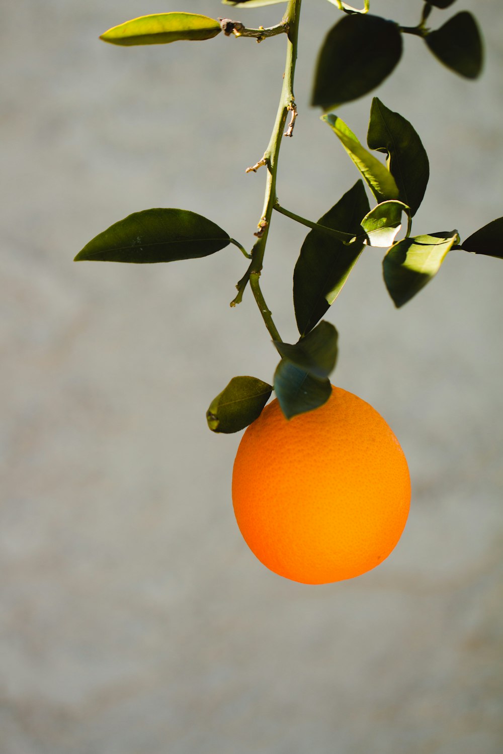 una naranja colgando de un árbol con hojas
