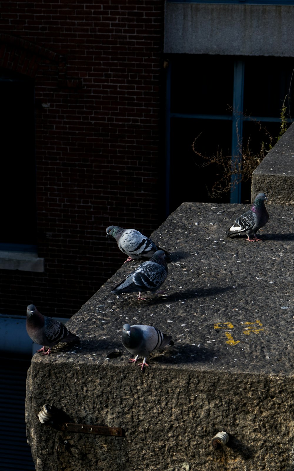 a flock of birds sitting on top of a cement wall