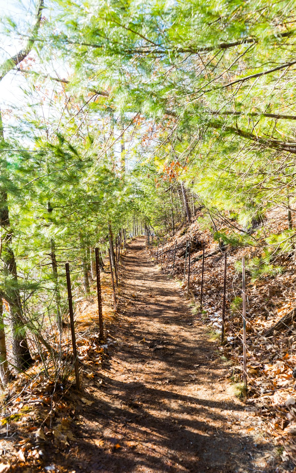 a trail in the woods with lots of trees