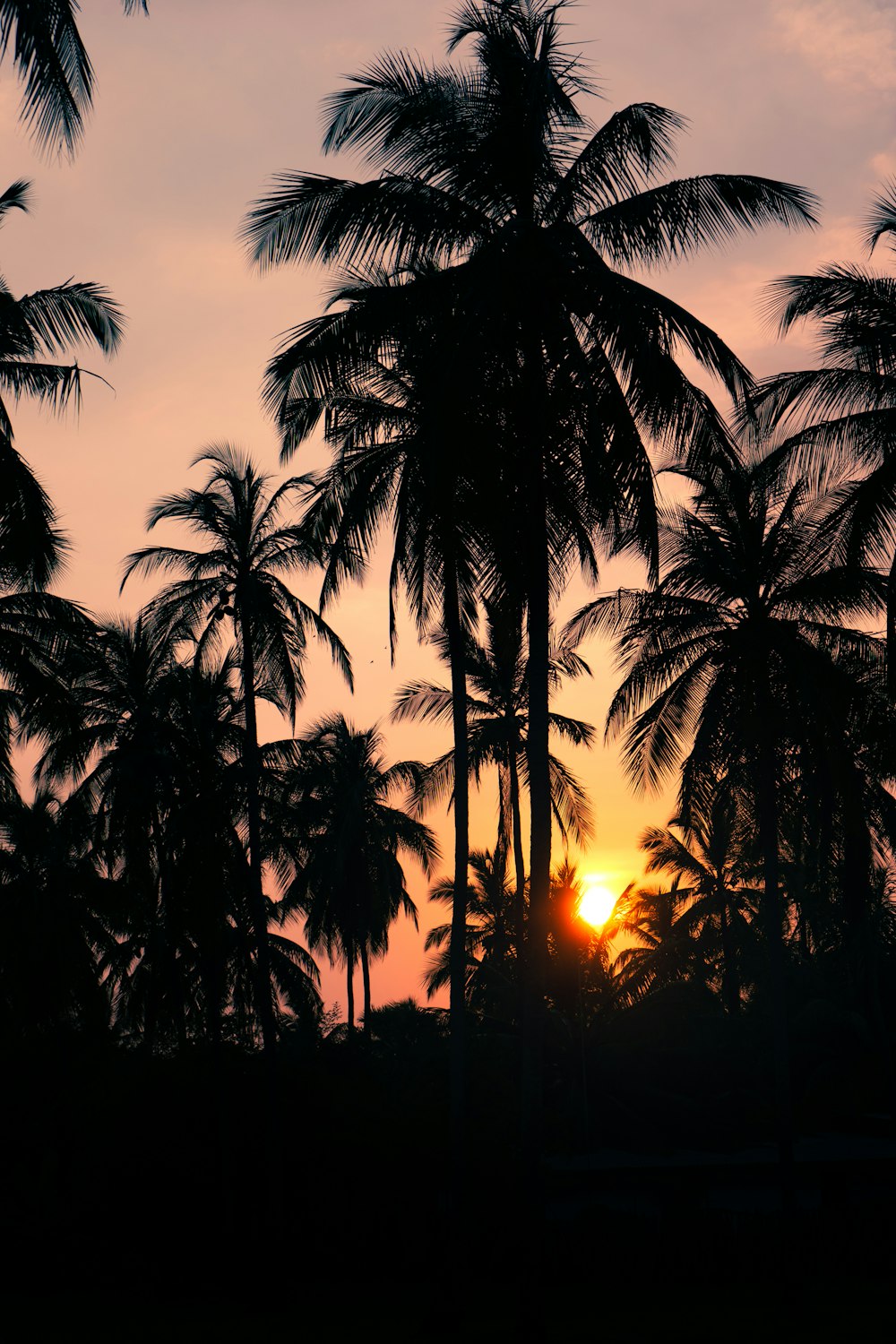 the sun is setting behind some palm trees