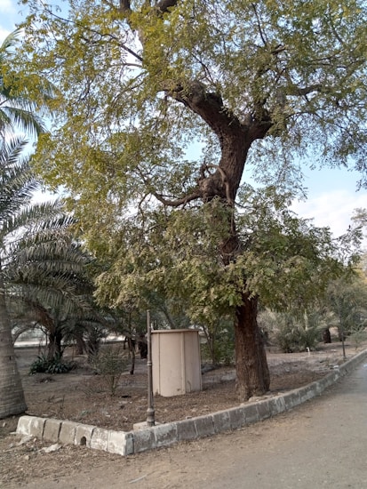 A tall tree with a thick trunk and dense green foliage stands near a paved path. A small, rectangular utility box or enclosure is positioned at its base. Surrounding the main tree are various types of smaller palm trees and other greenery. The area appears to be dry, with a mixture of dirt and sparse grass on the ground.
