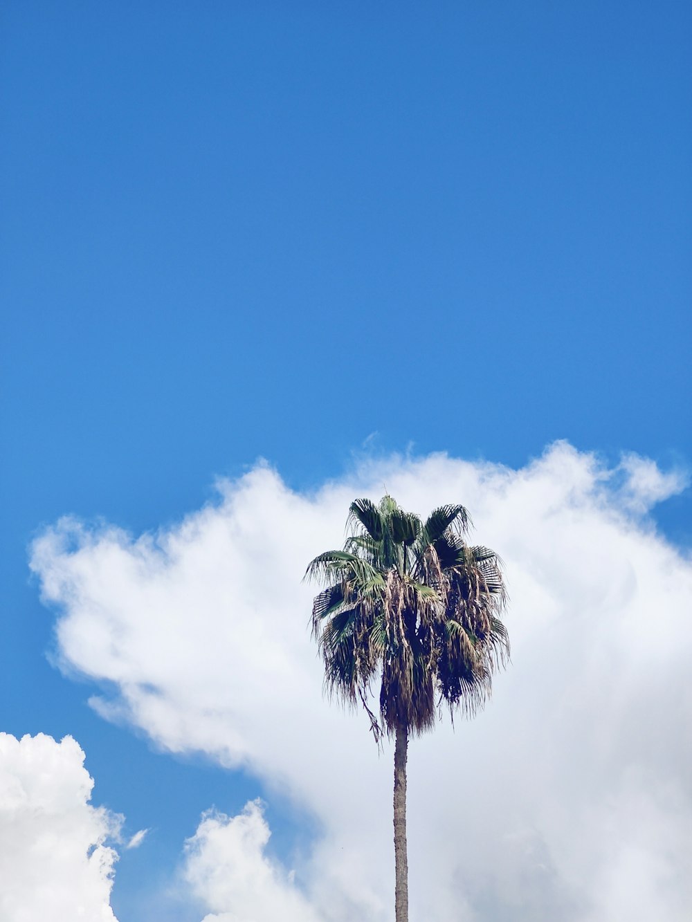 a palm tree with a blue sky in the background