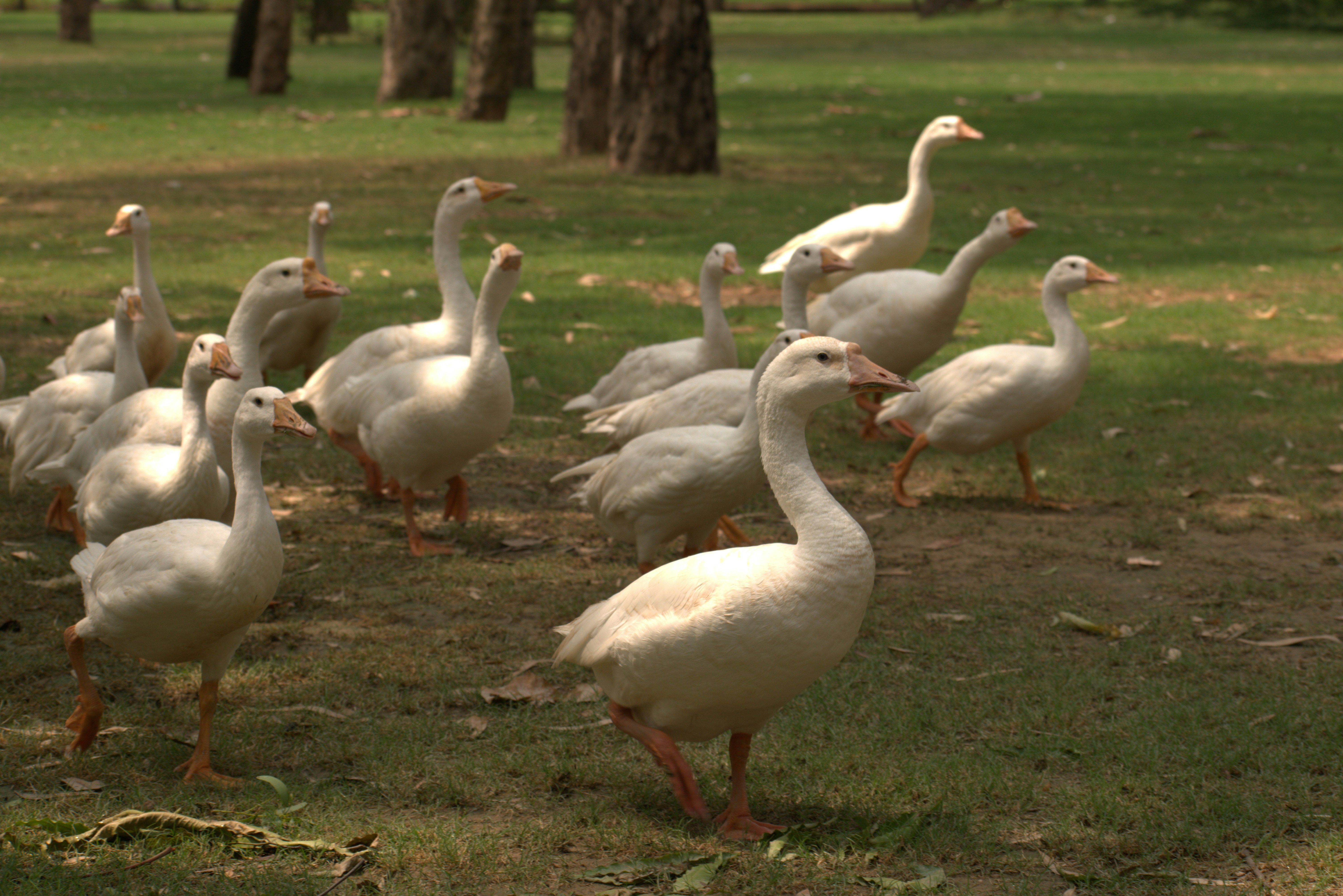 a flock of white geese walking across a grass covered field
