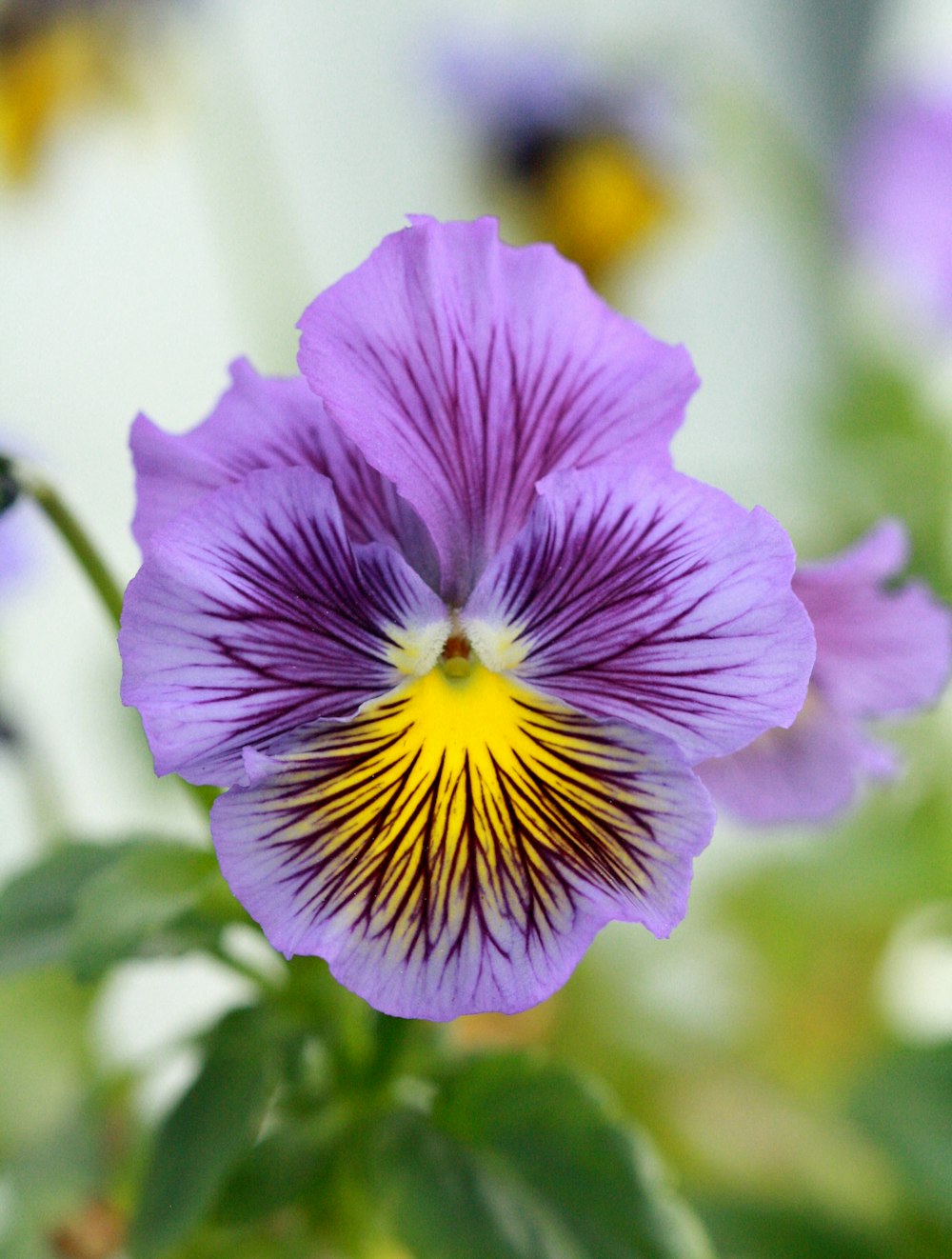 a close up of a purple flower with a yellow center