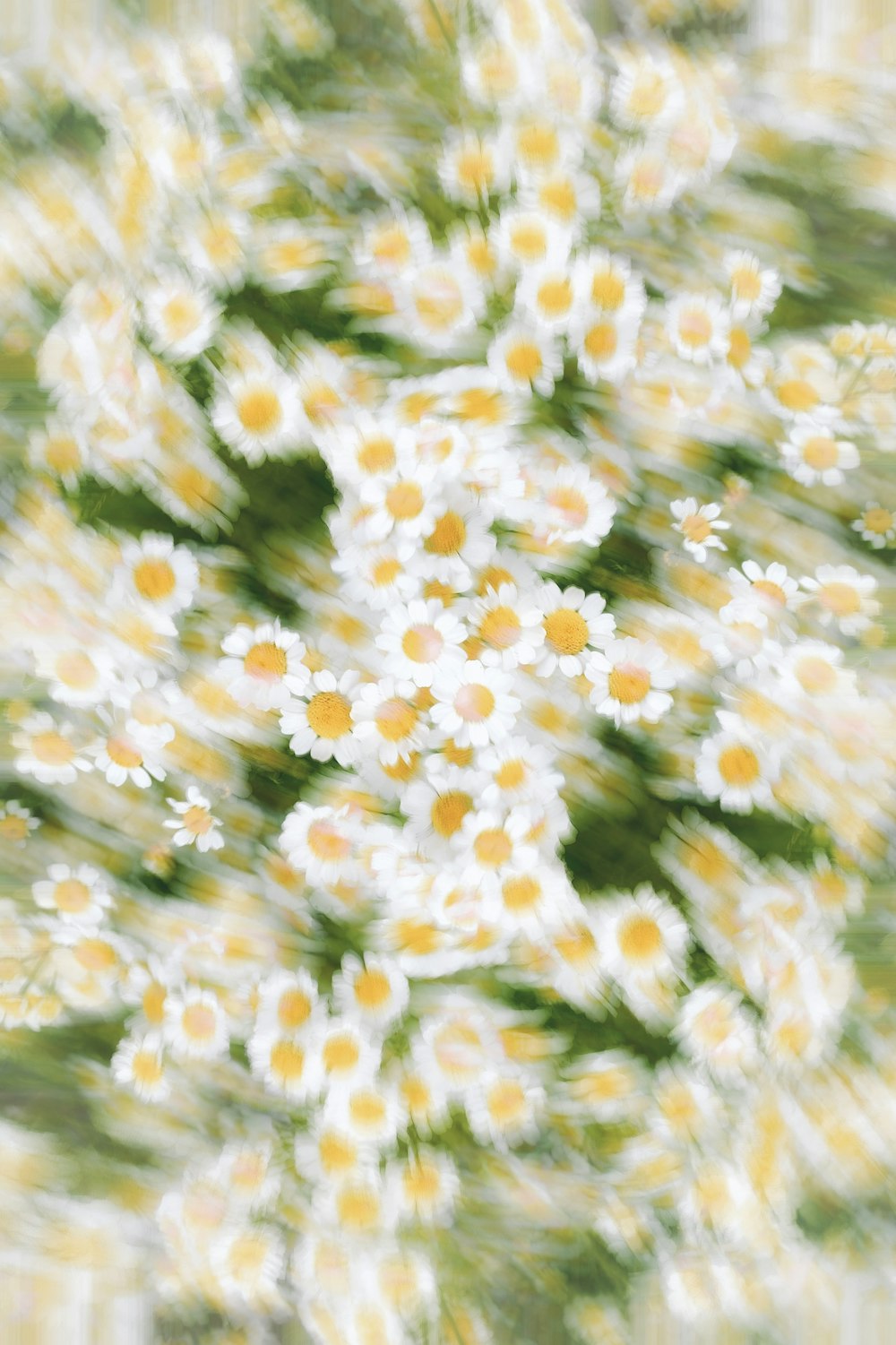 a picture of a bunch of daisies in a blurry picture