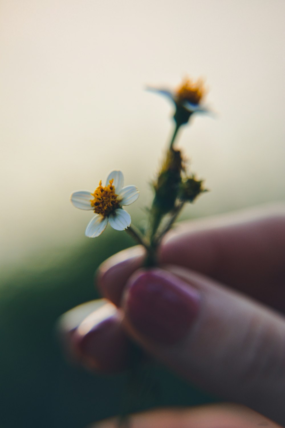 a person holding a small flower in their hand