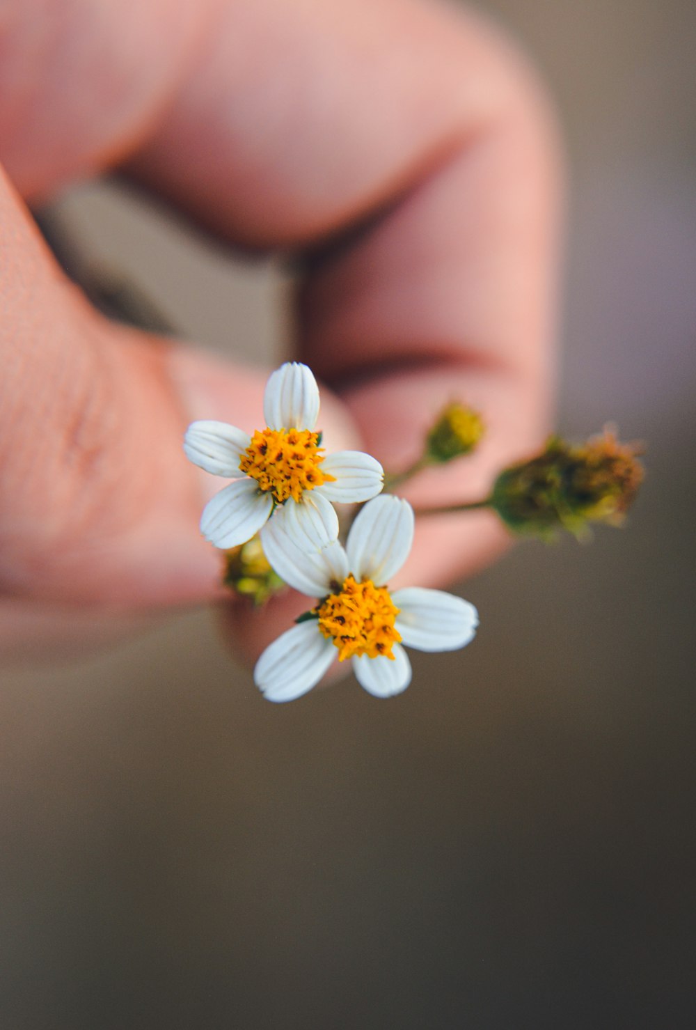 a person holding a small white flower in their hand