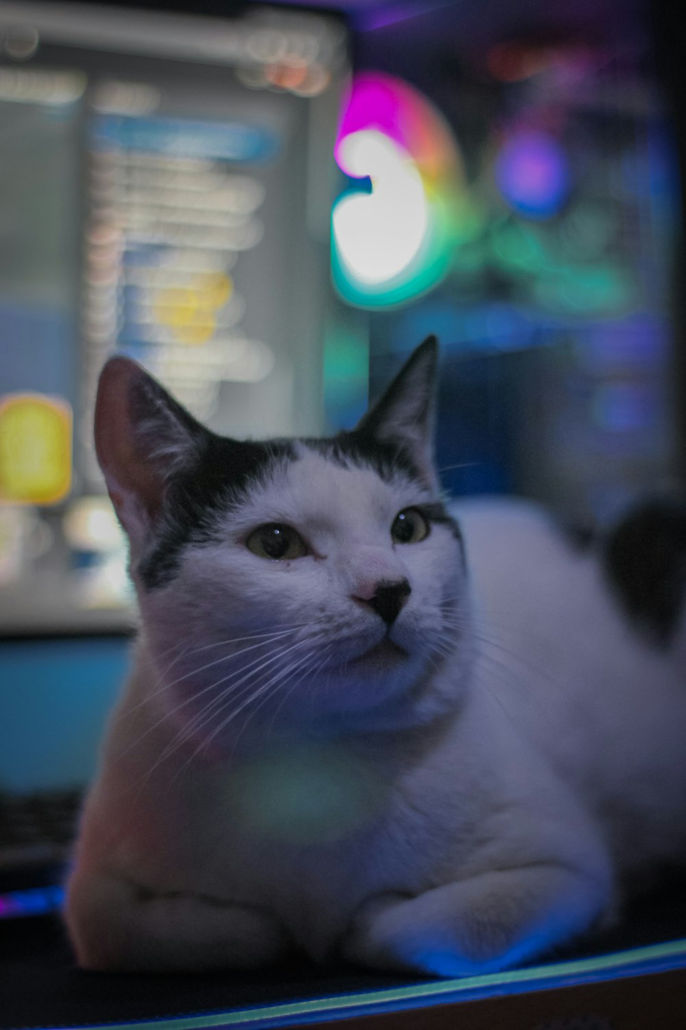 a black and white cat laying on top of a laptop computer