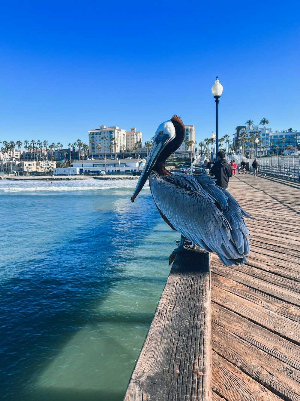 two pelicans are sitting on a dock by the water