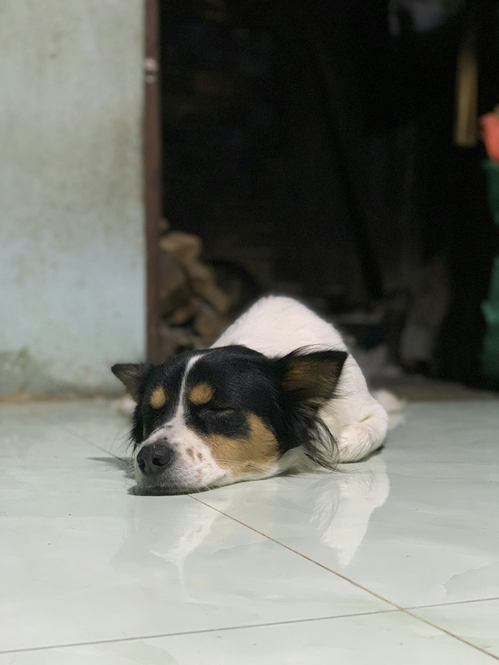 a black and white dog laying on a tiled floor