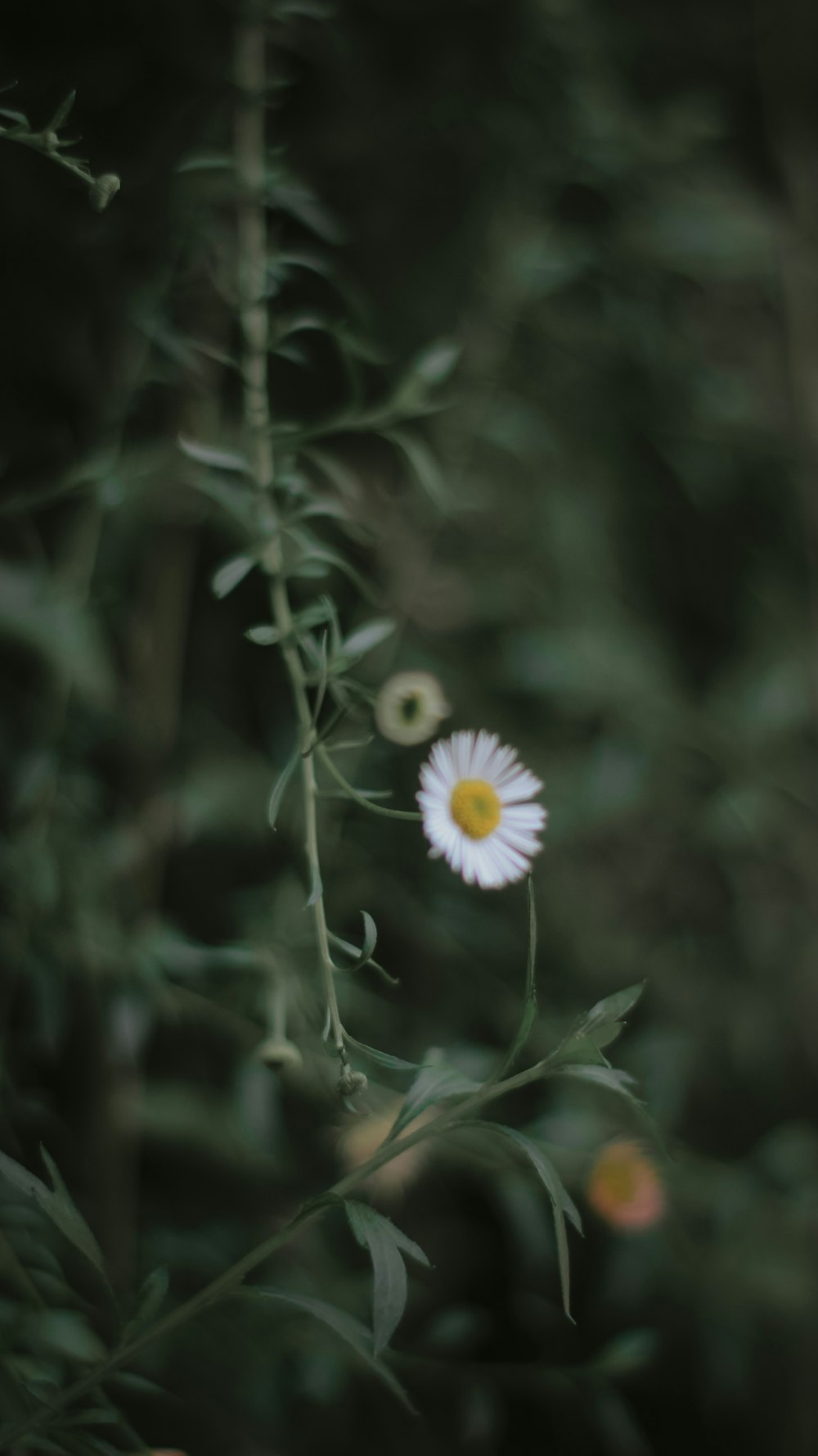 a white flower with a yellow center in a field