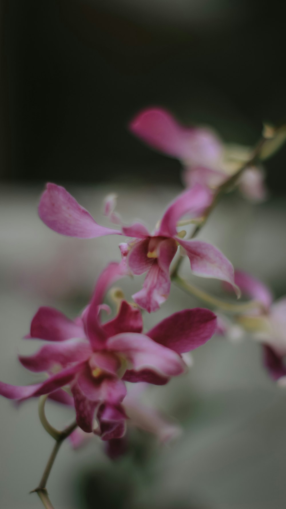 a close up of a pink flower on a stem